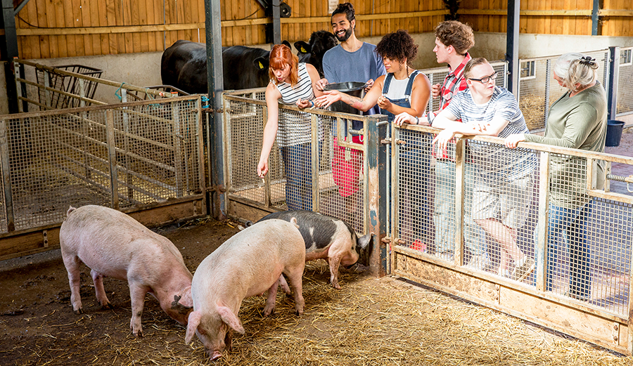 people visiting pig area at local fair