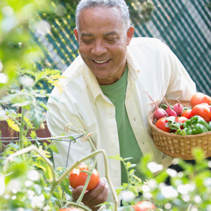 a guy happily picks tomatoes